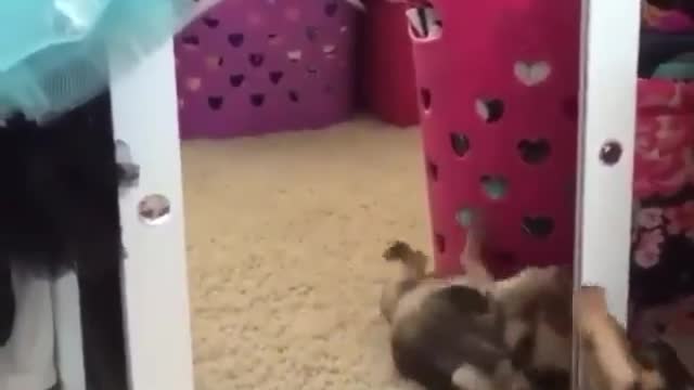what did the puppy see 😂😂