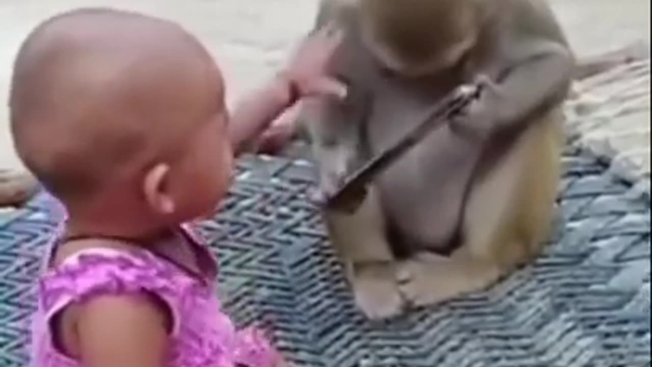 FUNNY_MONKEY}_CUTE_MONKEY_FUNNY_VIDEO!_MONKEYFUNNY VIDEO MONKEYS SHORTS MONKEY