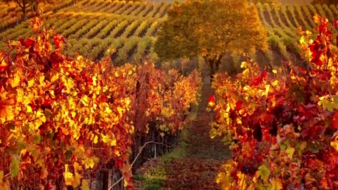 Napa Valley—America’s Wine Country _ Trailer _ Epoch Cinema_2