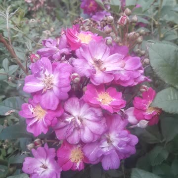 Roses without thorns