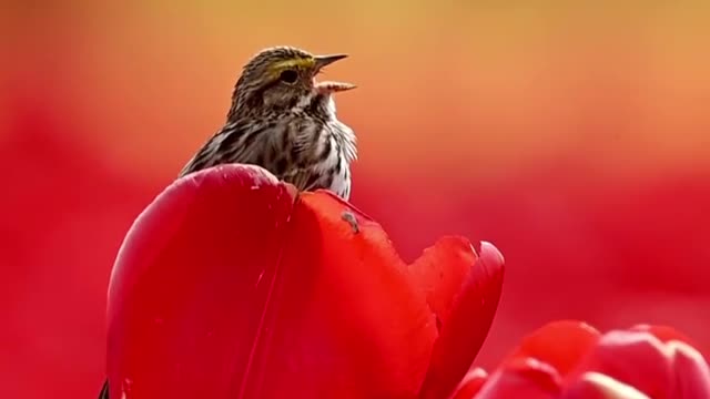 Bird in flowers