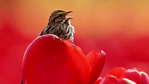 Bird in flowers