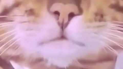 Funniest animals videos 🤣 that will definitely brighten your day 😀