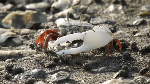 Wang Gong Fishing Port Invitation tide crab