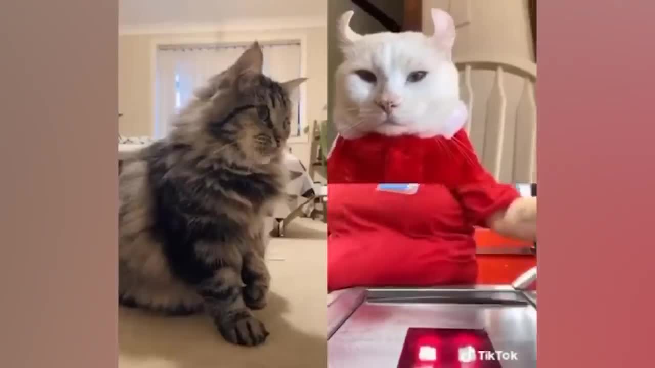 Funny Cat Videos