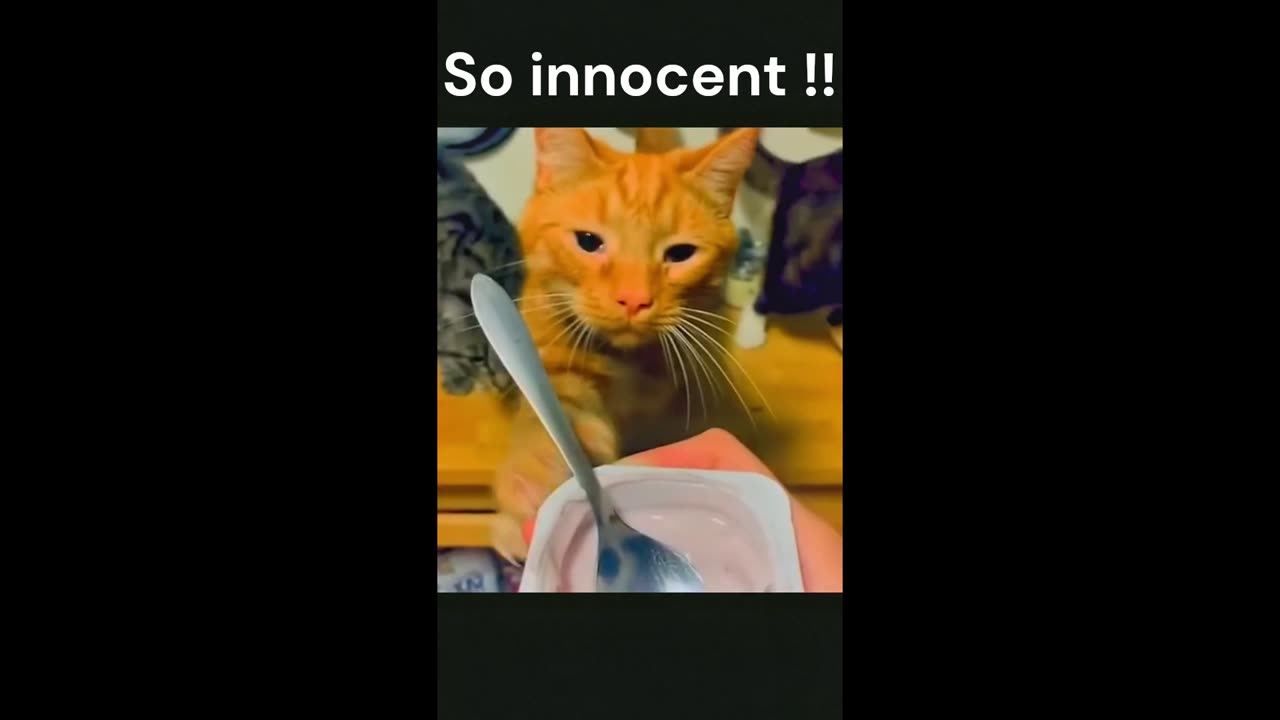 Innocent Animals !