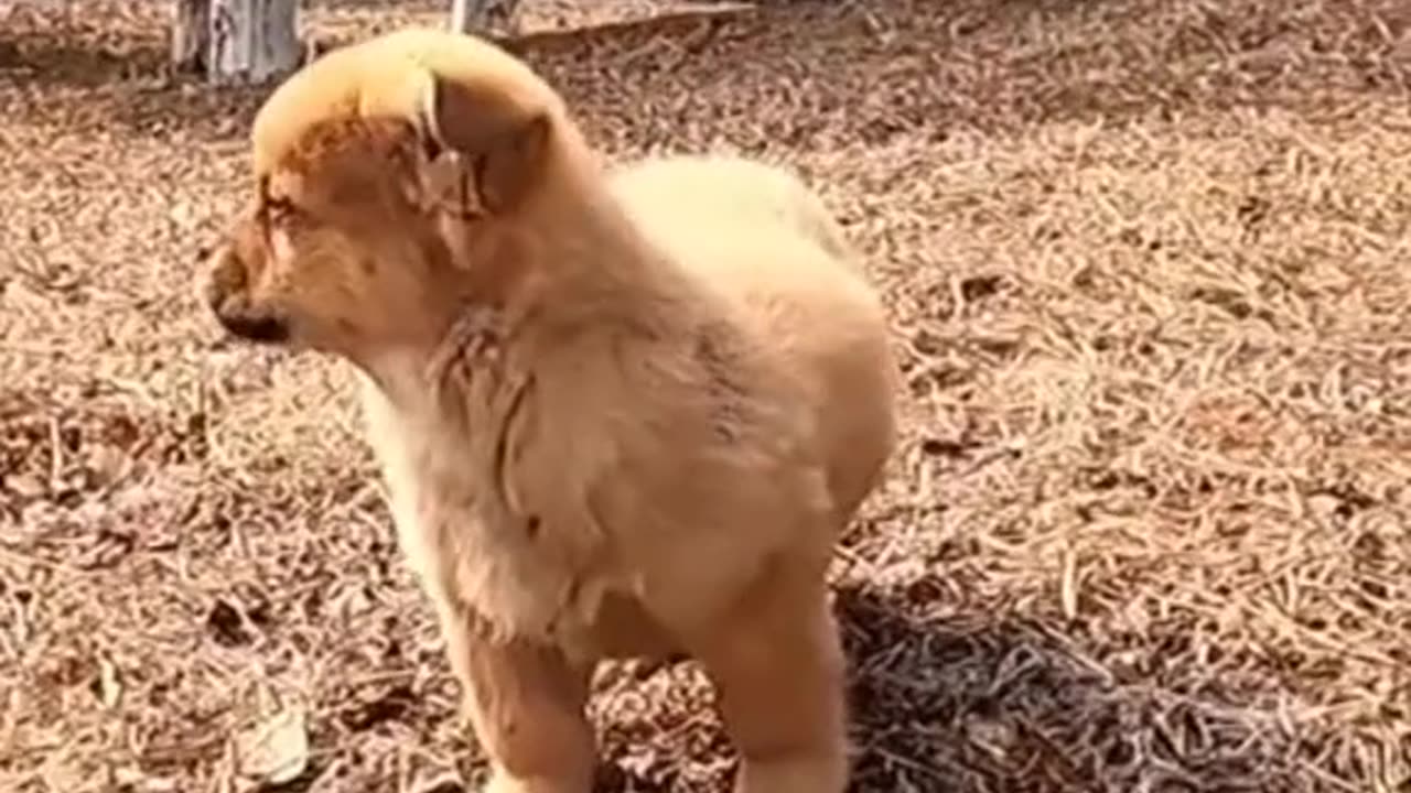 Puppy abandoned on the rails