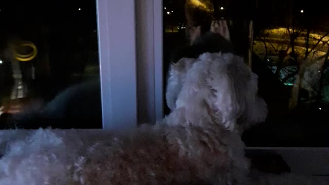 The dog lies on the window