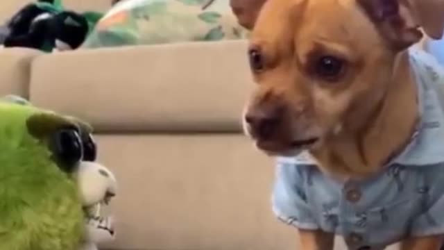 #shortsvideo 🤣Funny Dog😻😻 and 🐱‍🚀🐱‍🚀Cats Funny pet animals videos #shorts #Funny creatures' Life