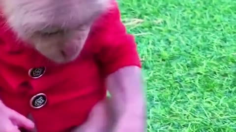 Monkey pick strawberries #monkey #cutebaby #cutemonkey