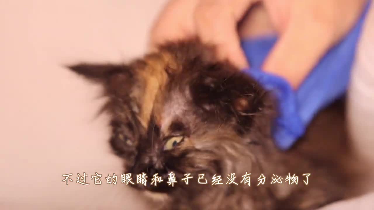 The small coffee bath hair is brown, and the water also turns brown, and the new meow is clean