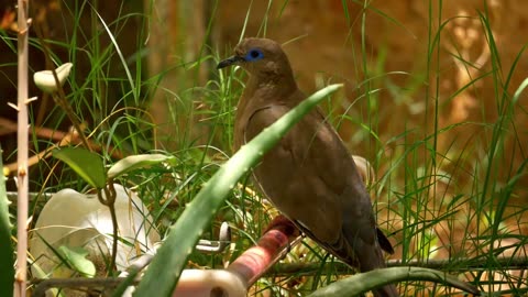 #Nature Safari #Birds #garden