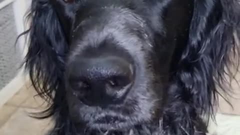 Cute pup has the best dancing eyebrows ever