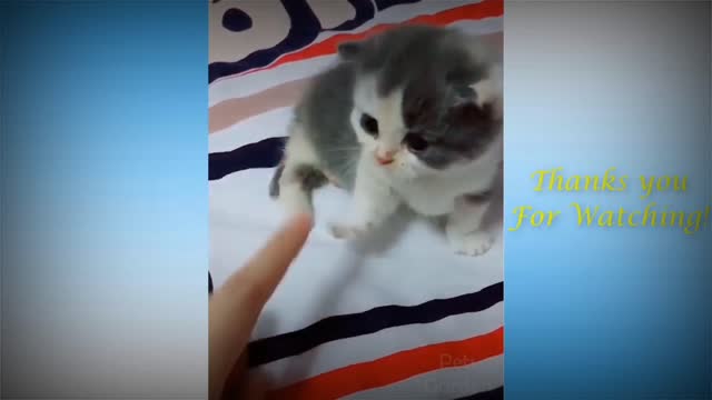 Cute & Fumny pets