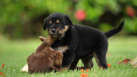 Two cute puppies