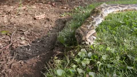 Beauty keeps a golden boa constrictor at home