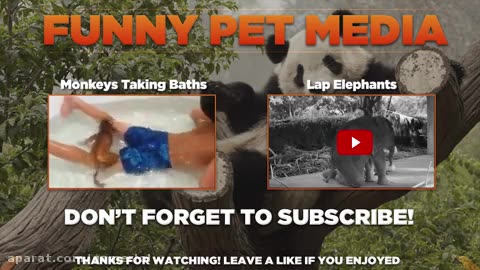 Cats in Bathtub