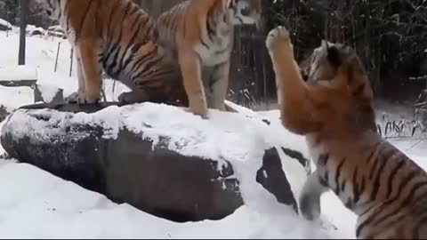 Animals & Snow! Funny Animals in Snow Funny Animal Snow Videos