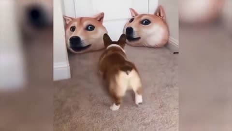 Funny Pets will Brighten Your Day!!! (Funny Pet Compilation, Clean, No Swearing