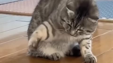 funny cats