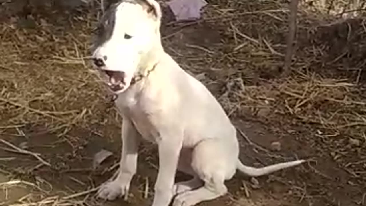 Cute Dog Puppy 🐕 Video