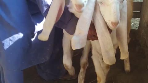 Goat Baby Bread (Gulabi)