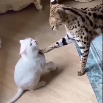Cute Cats Compilation (messing up mess)