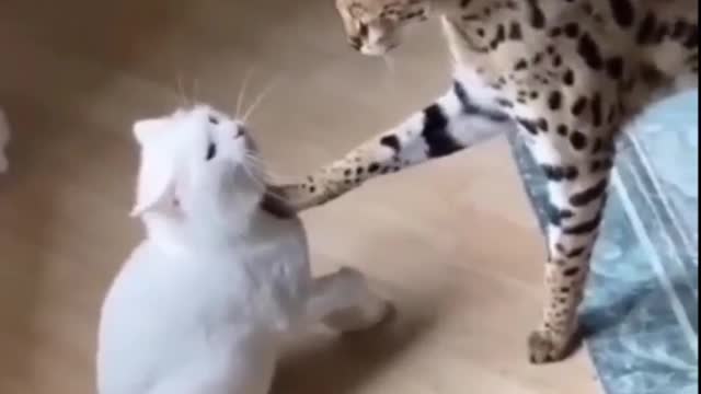 Cute Cats Compilation (messing up mess)