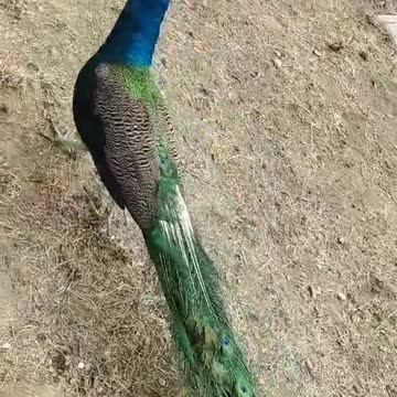 Chinese peacock