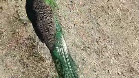 Chinese peacock