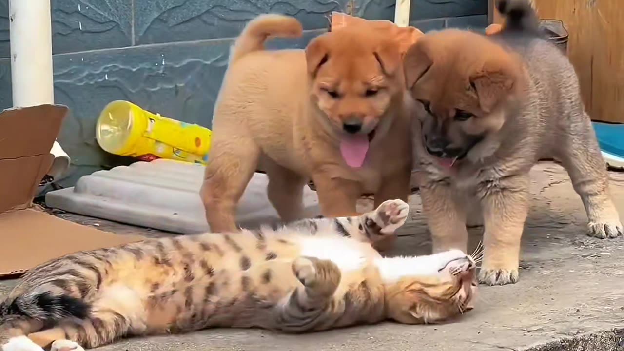 Adorable Cat and Dog Duo's Playdate Delight!"