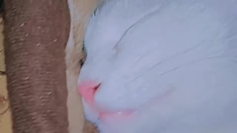 Cute cat sleeping viral video