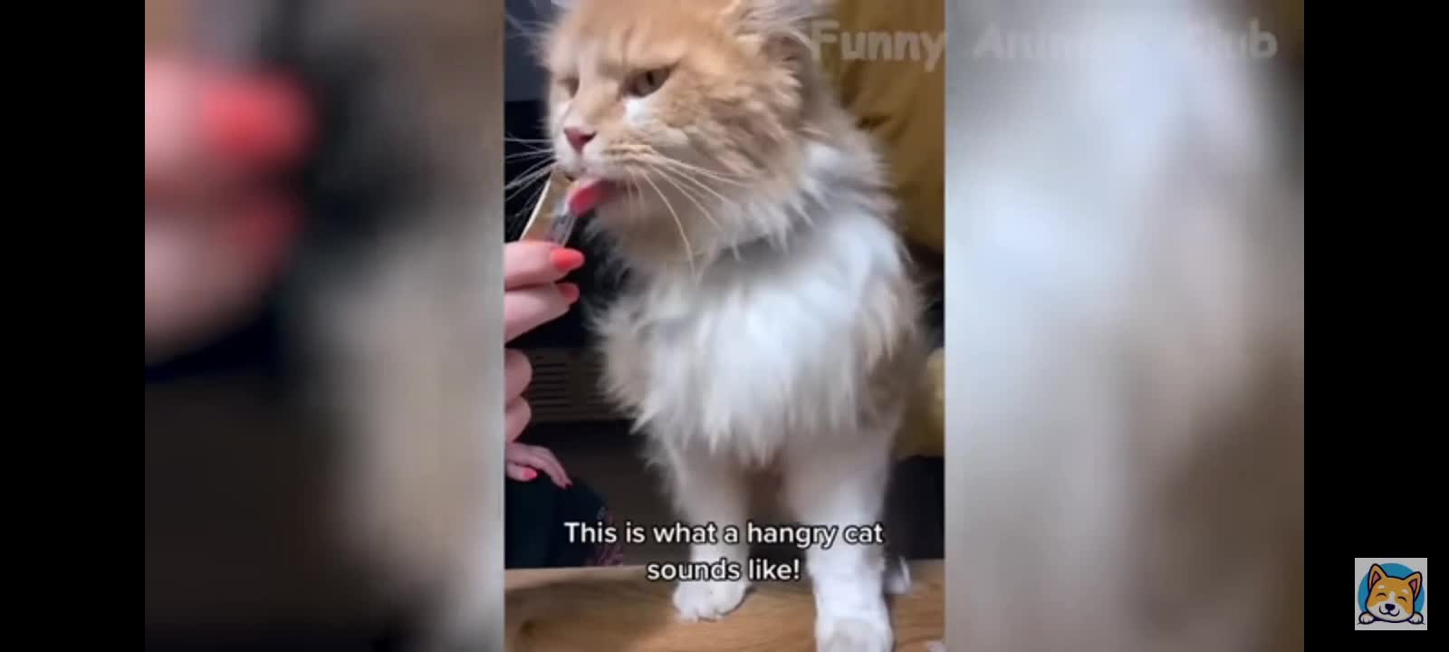 share my cat