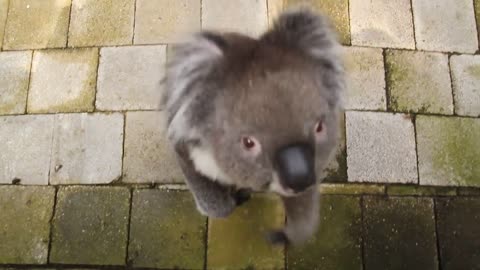 Curious Koala Bear