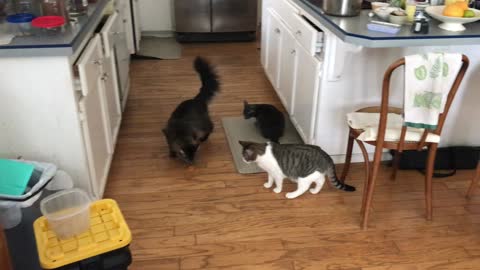 Kitten Keith playing