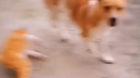 Funniest Animal Video Dogs and cats for 100% laugh