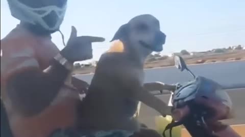 A dog riding a bike with human on top