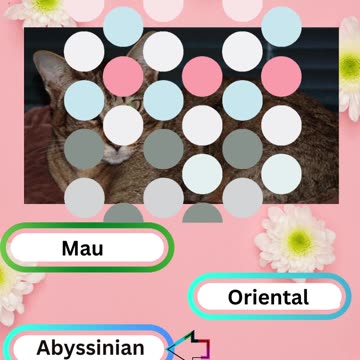 Purrfect Pets Quiz My Furry Friends Challenge 4