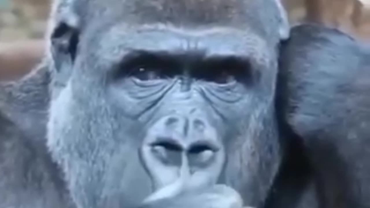 Funny Gorilla