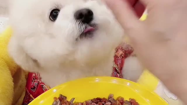 好吃的五种肉,鸡鸭牛羊兔,拌在狗粮里吃,做训练零食奖励!小豆豆太喜欢吃了!