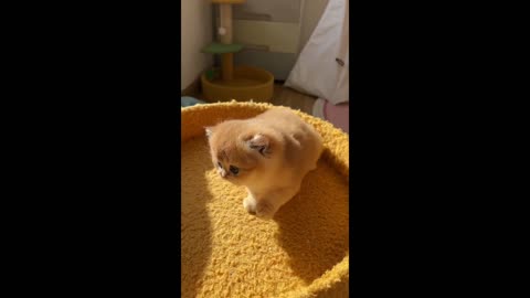 can be translated to "Fierce Little Kitten