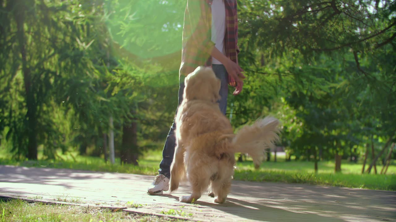 Beautiful dog in nice garden in fresh air