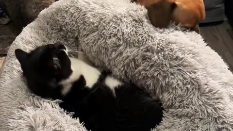 Three Pets Argue Over One Bed