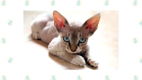 Devon rex cat vs. Cornish rex cat