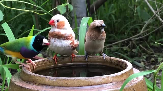 The parrot