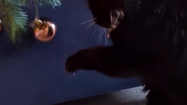 Blind Cat Plays With Christmas Tree Baubles