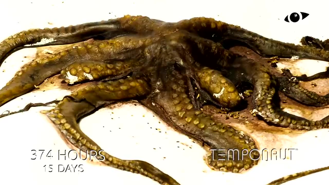 Octopus Decomposition Time-lapse