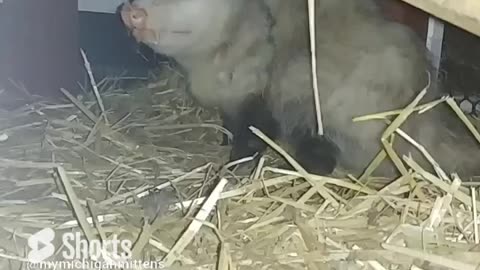 Intruder Alert! Opossum Caught in Coop!