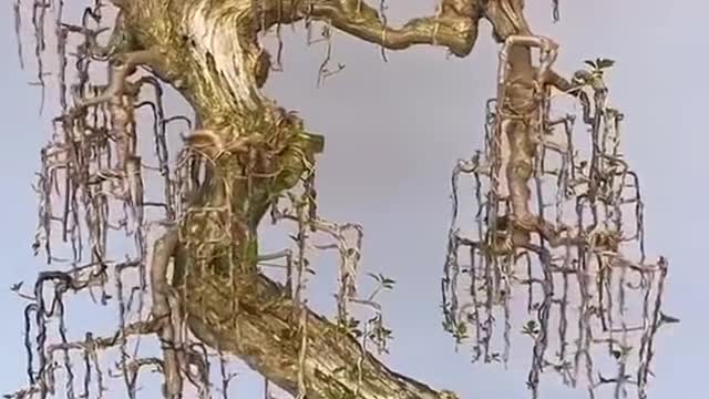 Bonsai cành rơi#bonsai