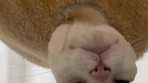 Funny cat video